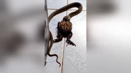Snake caught struggling to swallow large frog in Thai kitchen