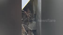 Forest officials rescue snow leopard trapped in Indian village