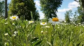 Summer meadow with daisies moving in the wind