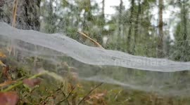 pine needle in a nature web of the woods