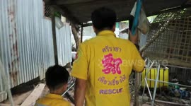 Python caught in shed after killing chicken