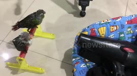 Pampered parrots love to get a good blow dry