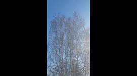 wind's swish in crowns of birch trees in winter time