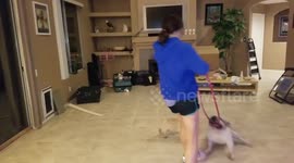 English Bulldog wants his Hula Hoop