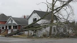 High Winds Topple Tree, Taking Out Power Lines