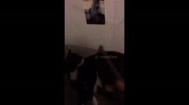 Crazy cat enjoys being hovered