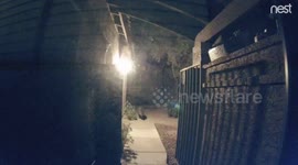 Javelina caught on camera, on my sidewalk in Paradise Valley Arizona
