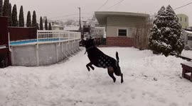 Dog catching snow balls during winter storm