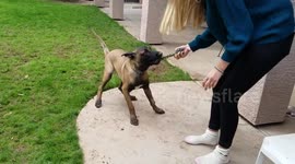 Belgian Malinois Pup playing tug of war in Arizona