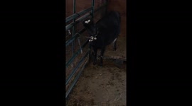 Goat shows talent for music