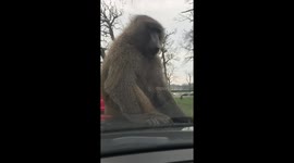 UK family left embarrassed as monkey makes obscene gesture on their car