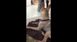 Angry dog refusing getting her nails touched