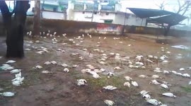 Monster hailstorm kills hundreds of birds in northern India