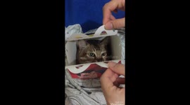 Cute cat being found in a happy meal box !