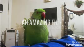My Beautiful Parrot