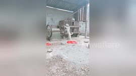 Bored dog spins wheels on a handcart while on guard duty