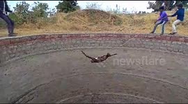 Two Nilgai calf rescued from 70 feet well in northern India.