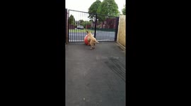 Colin the Bullmastiff