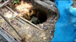 Wild bear pulled out of 40-feet well in four-hour rescue operation