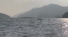 Elephant family found swimming across Periyar river in India