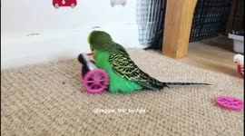 Budgie has sex with penguin