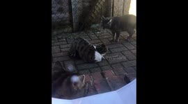 Cat fight makes kitten jump