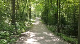 forest walk in the big city nature in spring, bird song and city noise