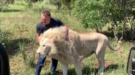 Tourists have incredible close encounter with pride of rare white lions in South African farm
