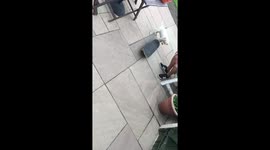 Skateboarding puppy