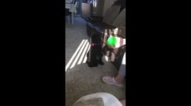 Dog doesn’t realise he hasn’t to choose one