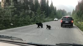 Baby bears crossing road in Canada