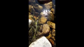 Epic battle between water snake and frog in South Africa