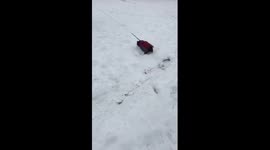 Dog playing in snow