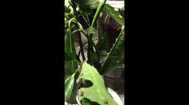 Up close with incredible ants on a work shift