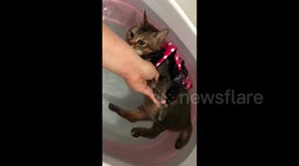 Lazy cat refuses to move when owner tries to give him hydrotherapy