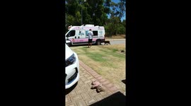 The paw-fect Sunday treat! Puppy hails down an ice-cream truck for a sweet treat