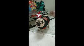 Santa with pug