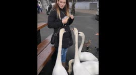 Greedy swans