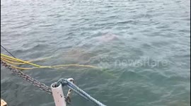 Storm Emma yacht salvage