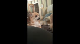 Chihuahua smile