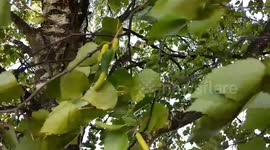 The wind sweeps through the foliage of a birch tree