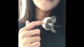 Bush Baby Relaxes In Owner's Top