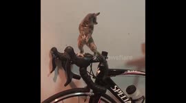 Bush Baby On A Bike