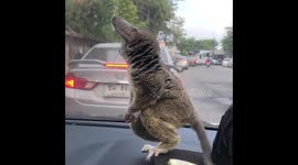 Bush Baby Standing On Car Dashboard