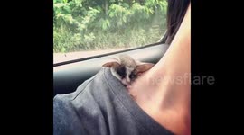 Cuteness overload! Tiny bush baby takes nap on owner's back