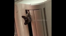 Bush Baby Inside Air Con