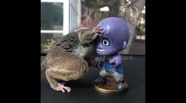 Bush Baby Plays With Car Mascot