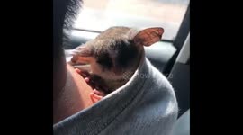 Bush Baby Naps In T-Shirt While Owner Drives