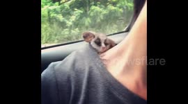 Cuteness overload! Tiny bush baby takes nap on owner's back