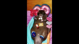 Valentine's Day Rat